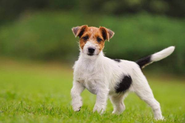 Cute Parson Russell Terrier