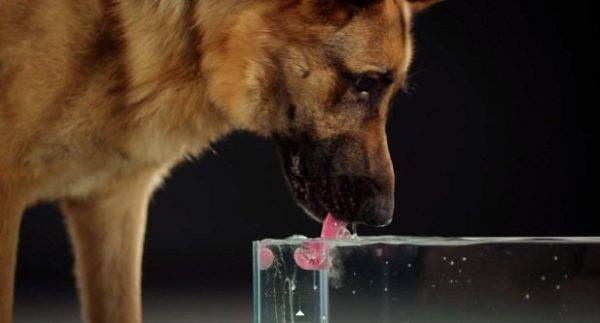 สุนัขควรดื่มน้ำมากแค่ไหน?