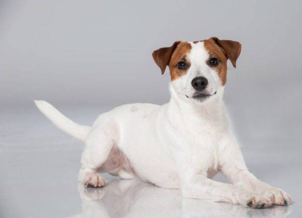 Parson Russell Terrier บนพื้นหลังสีขาว