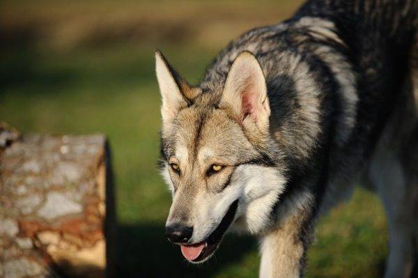 Wolf Dog of Sarlos อ่านบทความ