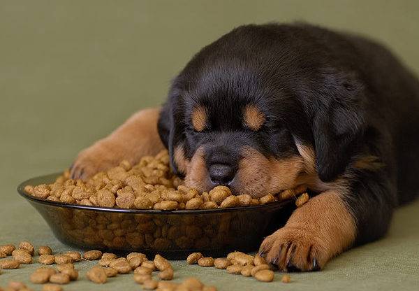 อาหารแห้งมากแค่ไหนที่จะให้สุนัข