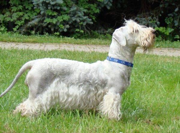 Czech Terrier ที่มีปกสีน้ำเงิน