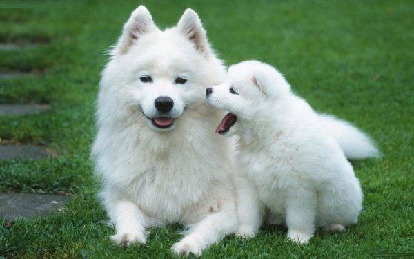 American Eskimo Spitz กับลูกสุนัข