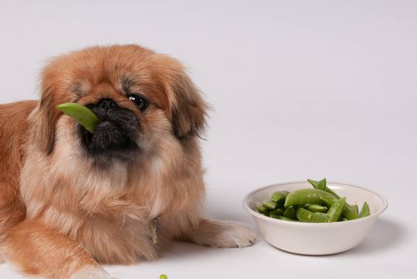 อาหารโปรตีนสำหรับสุนัข