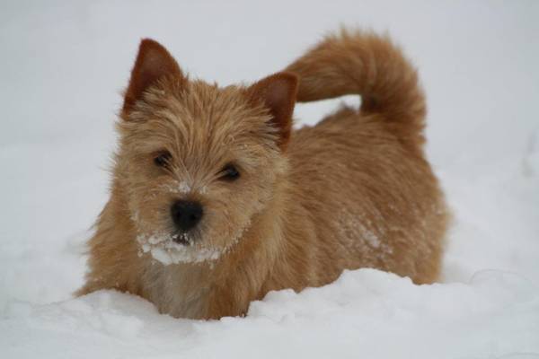 Norwich Terrier ในฤดูหนาว