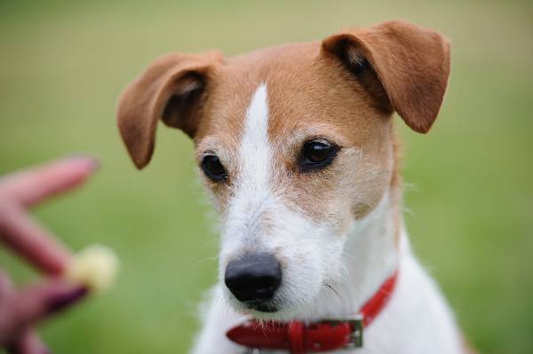 Parson Russell Terrier มอง