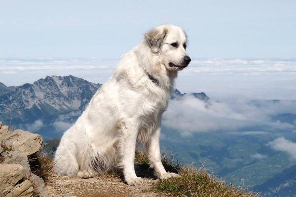 คำอธิบายสายพันธุ์สุนัข Pyrenean Mountain
