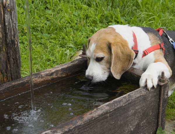 สุนัขดื่มน้ำ