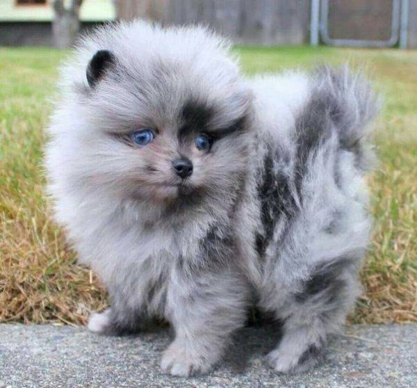 สีฟ้า Pomeranian Spitz