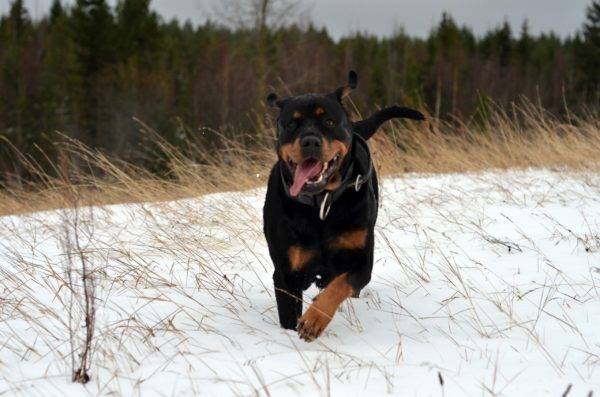 Rottweiler วิ่งผ่านหิมะ