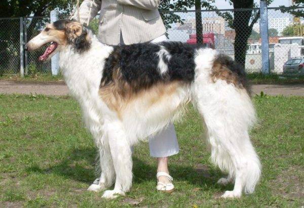 สุนัขไล่เนื้อ Greyhound รัสเซีย Chubarai