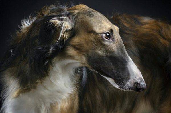 สุนัขพันธุหนึ่งรัสเซียที่สวยงาม