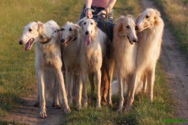 Greyhounds รัสเซียหลายแห่งในสนาม