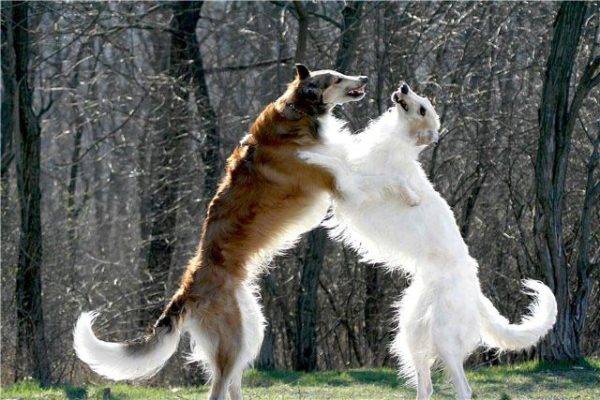 สอง greyhounds รัสเซีย