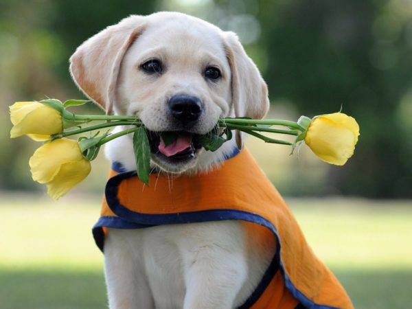 หมาน้อยด้วยดอกไม้