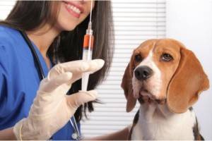 สุนัขฉีดวัคซีน