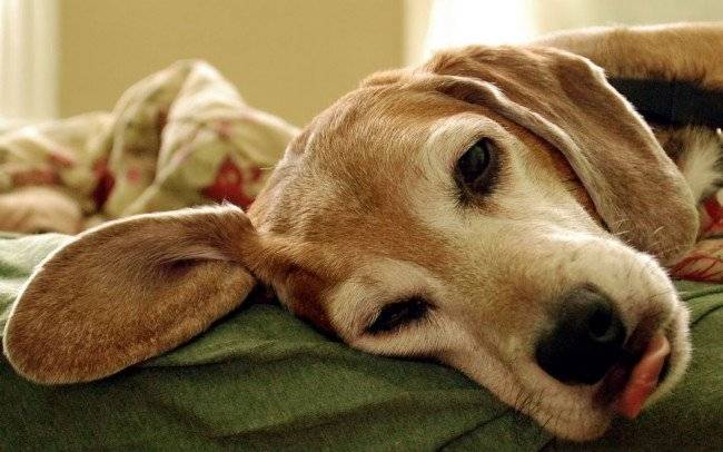 อาการของโรคพิษสุนัขบ้าในสุนัข