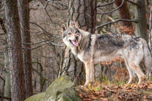 สุนัขหมาป่าเชโกสโลวะเกียในป่า