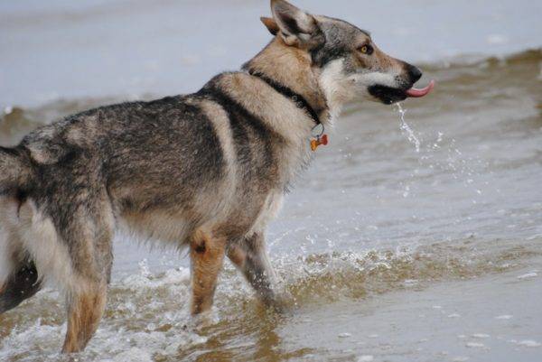 สุนัขหมาป่าเชโกสโลวะเกียในน้ำ