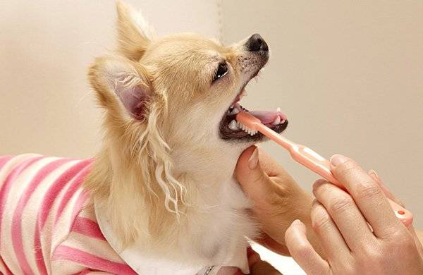 วิธีการแปรงฟันสุนัข