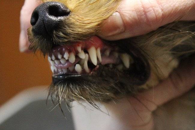 การกำหนดอายุของสุนัขในฟัน