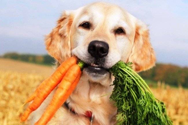 อาหารสุนัขสำหรับอาการท้องผูก