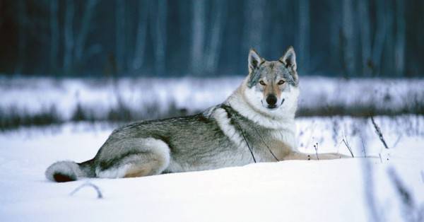 สุนัขหมาป่าเชโกสโลวะเกียในฤดูหนาว