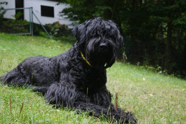 Black Russian Terrier (สุนัขของสตาลิน)