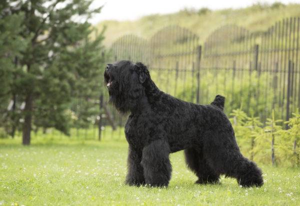 Black Russian Terrier (สุนัขของสตาลิน)