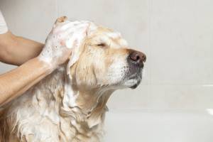 วิธีการล้างสุนัข