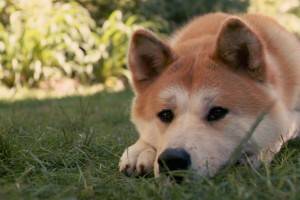 Hachiko - สุนัขพันธุ์อาคิตะอินุ