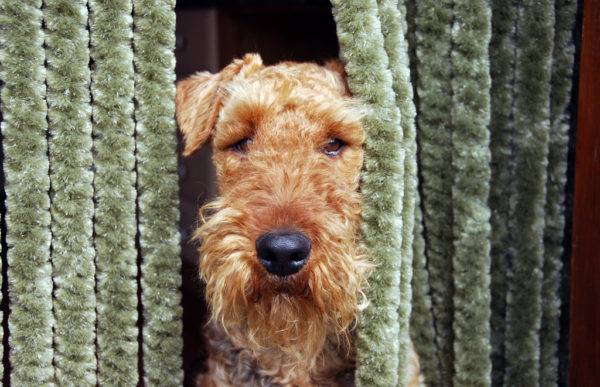 Airedale Terrier ในที่มืด