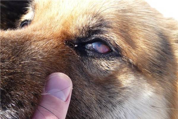น้ำตาและหนองในดวงตาของสุนัข