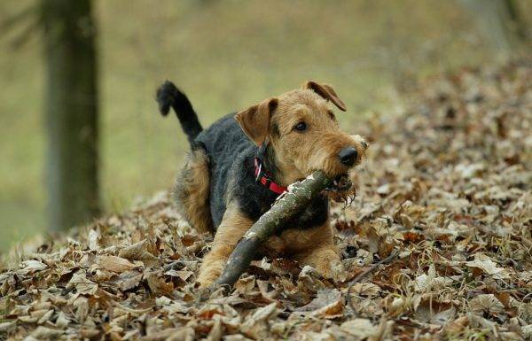 Airedale Terrier ด้วยไม้