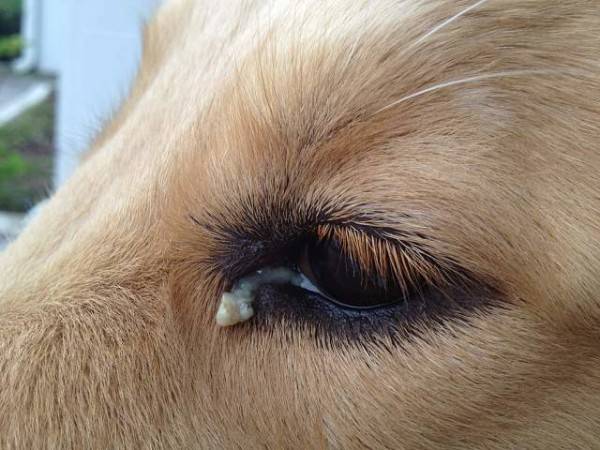 ดวงตาของสุนัขเปื่อยเน่า สิ่งที่ต้องทำ