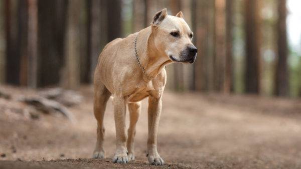Staffordshire Terrier อเมริกันในป่า