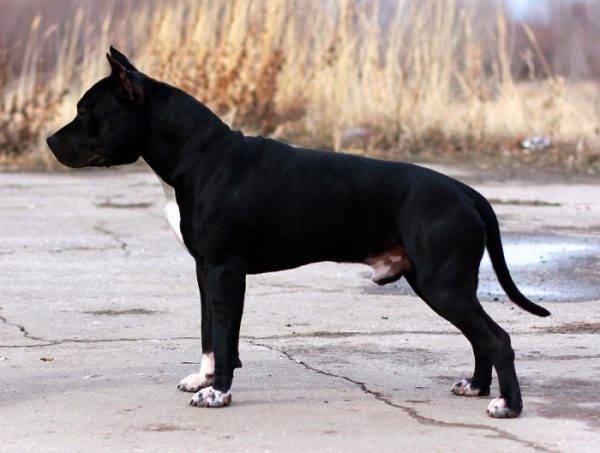 Staffordshire Black Terrier อเมริกัน