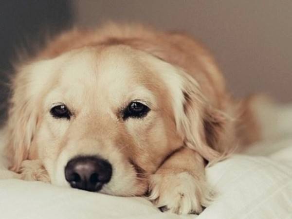 สัญญาณของโรคกระเพาะปัสสาวะอักเสบในสุนัข