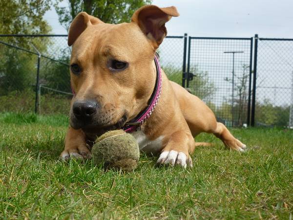American Staffordshire Terrier มีลูกบอล