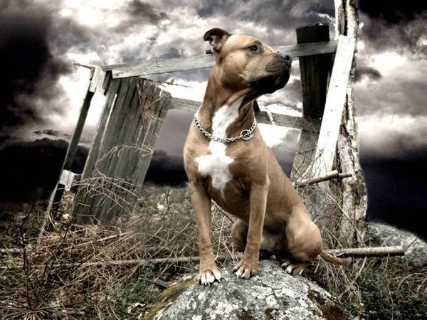 Staffordshire Terrier อเมริกันบนหิน