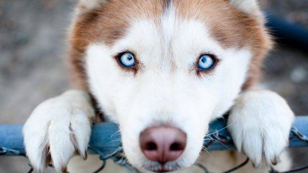 ดวงตาที่สวยงามในสุนัข