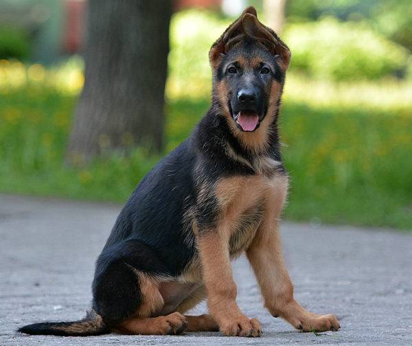 ลูกสุนัขเยอรมันเชพเพิร์ด