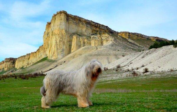สุนัขต้อนรัสเซียใต้บนพื้นหลังของภูเขา