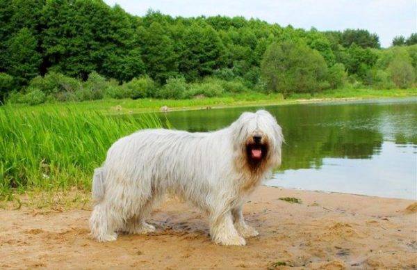 สุนัขต้อนรัสเซียใต้ใกล้กับทะเลสาบ