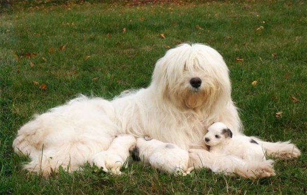 สุนัขต้อนรัสเซียใต้กับลูกสุนัข