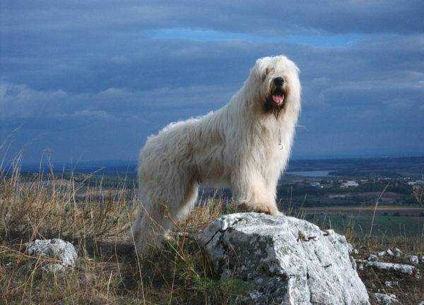 สุนัขต้อนรัสเซียใต้