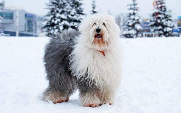 สุนัขหางสั้นในฤดูหนาว
