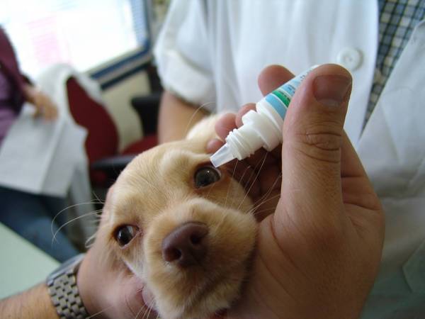 จำเป็นต้องล้างดวงตาของสุนัขทุกวันเมื่อ keratitis