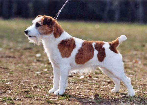 Old Jack Russell Terrier