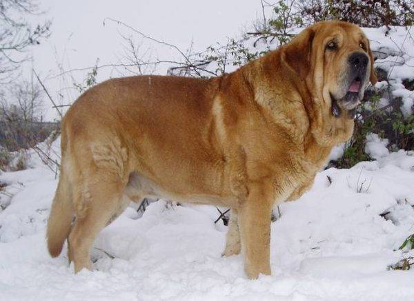 สุนัขพันธุ์สเปนในหิมะ